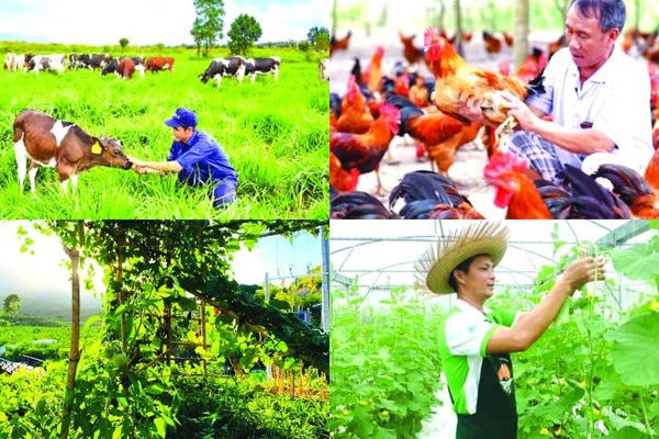 Phê duyệt thành viên Ban Chỉ đạo quốc gia về kinh tế tập thể