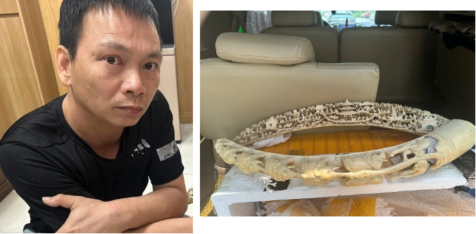 Bắt giữ đối tượng mua bán ngà voi tại phường Phú Thượng, TP Hà Nội