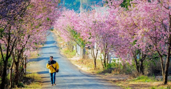 Lễ hội hoa Mai anh đào Đà Lạt 2017 sẽ dời lại sau tết Nguyên Đán