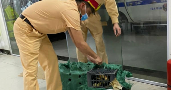 Quảng Ninh: Bắt giữ xe khách vận chuyển động vật hoang dã