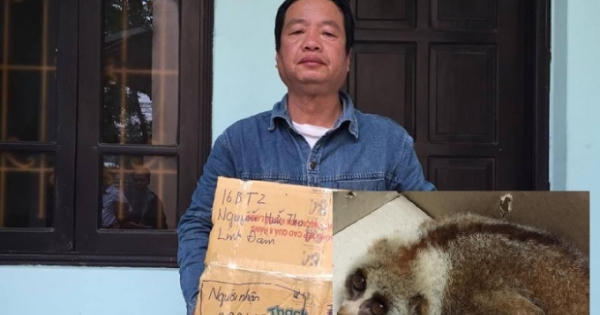 Hà Nội: Bắt giữ đối tượng vận chuyển Culi quý hiếm