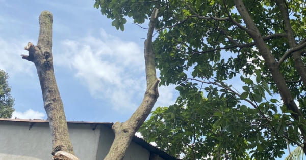 Một phụ nữ tử vong do ong "mặt quỷ" đốt