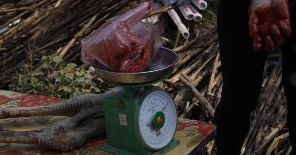 Hưng Yên: Thịt đà điểu “hét” giá 300 nghìn đồng/kg ngày giáp Tết Hưng Yên: Thịt đà điểu “hét” giá 300 nghìn đồng/kg ngày giáp Tết