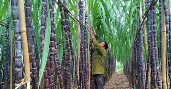 Triển khai giải pháp phát triển ngành mía đường trong tình hình mới