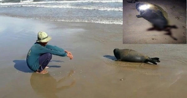 Cộng đồng mạng 'sôi sục' truy tìm thủ phạm đánh chết hải cẩu