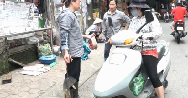 Người phụ nữ 'dắt' cá đi bán dạo ở Hà Nội