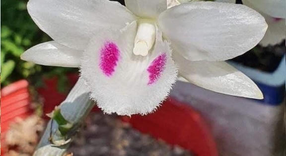 Có hay không những bông Lan đột biến giá trị hàng trăm tỷ?