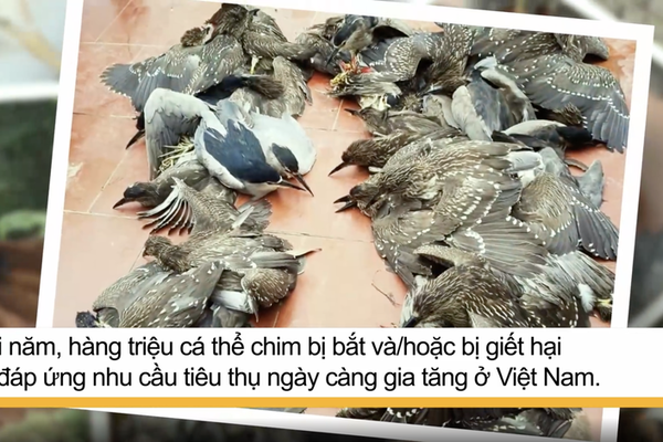 Thúc đẩy điện ảnh xanh góp phần bảo vệ môi trường
