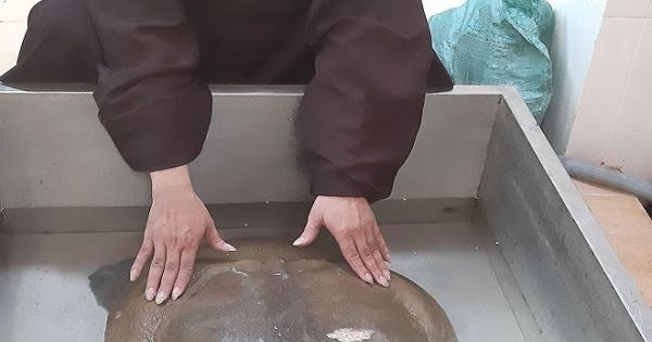Hiến tặng cua đinh khổng lồ vào chùa