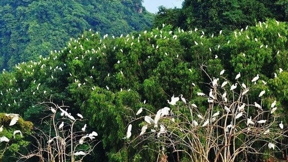 Phê duyệt Đề án phát triển giá trị đa dụng của hệ sinh thái rừng
