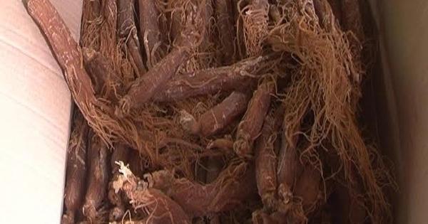 Thu giữ hàng chục củ sâm nghi nhập lậu từ Trung Quốc