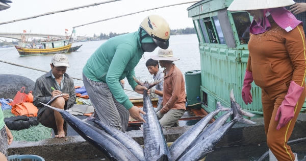 Kế hoạch gỡ cảnh báo "Thẻ vàng cho thủy sản" trong năm 2023