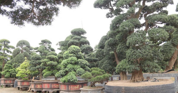 Cận cảnh vườn tùng cổ thụ trăm tuổi “độc nhất, vô nhị” ở Hà Nội