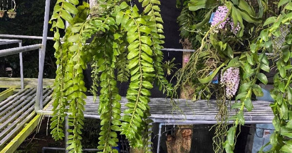 Vườn lan rừng "khủng" của 9X Quảng Nam, có 10.000 giò giả hạc