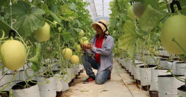 “Cứu tinh” của nhiều doanh nghiệp nông sản