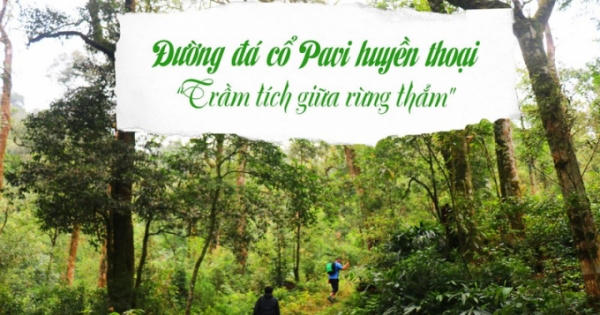Đường đá cổ Pavi huyền thoại: Trầm tích giữa rừng thẳm