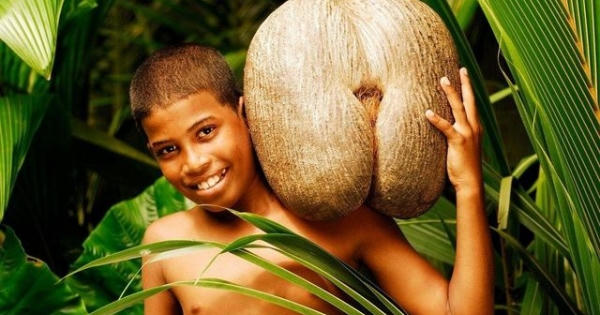 Lạc vào hòn đảo có loại quả gợi cảm như vòng 3 của thiếu nữ