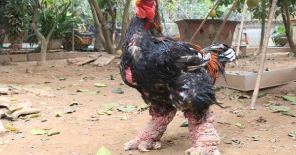Gà Đông Tảo uống rượu tỏi, chân vảy rồng được đại gia "săn" làm quà Tết Gà Đông Tảo uống rượu tỏi, chân vảy rồng được đại gia "săn" làm quà Tết