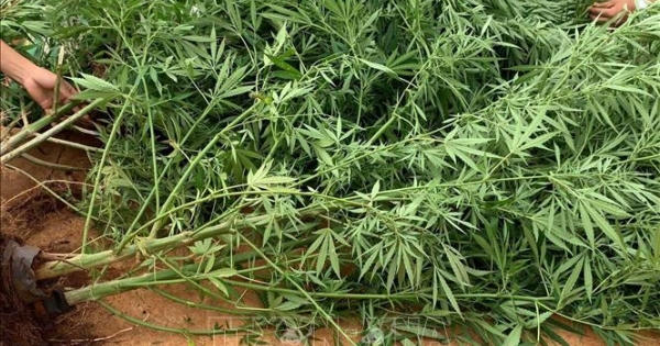 Đắk Nông: Phát hiện 3 hộ dân trồng cây cần sa trái phép