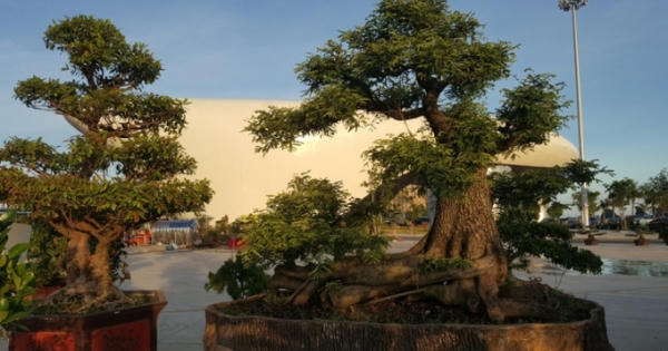 Chiêm ngưỡng những tác phẩm nghệ thuật Bonsai đặc sắc tại hội chợ OCOP Quảng Ninh lần thứ V