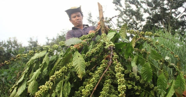 Gia Lai: Xót xa nhìn 300 cây cà phê bị kẻ xấu chặt phá trong một đêm