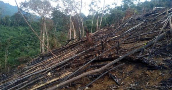 Nhiều diện tích rừng phòng hộ ở Nà Chác bị xâm lấn, phát trắng