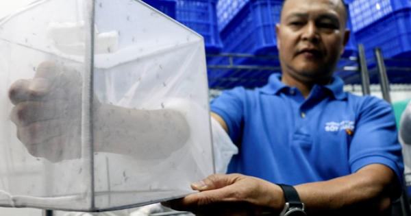 Tháng 3, thả muỗi Wolbachia diệt muỗi sốt xuất huyết