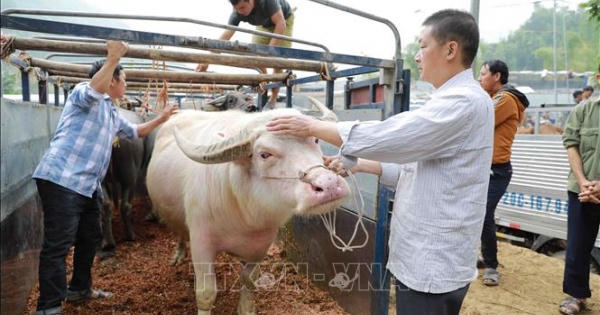 Cận cảnh khu chợ rao bán hàng nghìn con Trâu, Bò tại Bắc Kạn