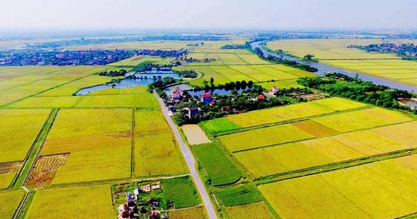 Giữ ổn định diện tích 3,56 triệu ha đất trồng lúa