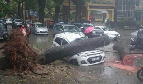 Cần có quy định rõ ràng về bồi thường do cây xanh gãy, đổ