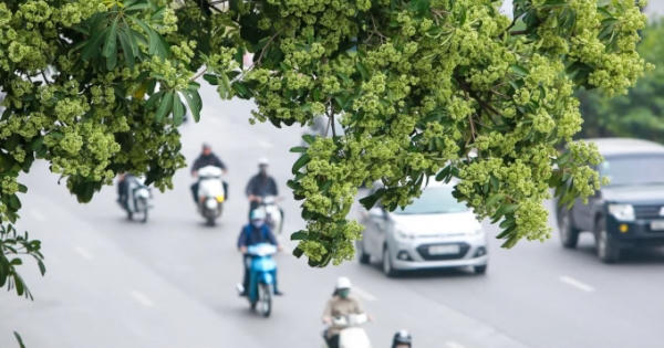 Ý kiến xung quanh đề xuất di dời 80 cây hoa sữa