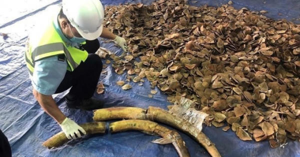 Thu giữ 6 tấn hàng lậu nghi là ngà voi, vảy tê tê Thu giữ 6 tấn hàng lậu nghi là ngà voi, vảy tê tê