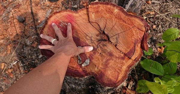 Đắk Lắk: Hàng chục ha rừng bị đốt, chặt phá ở huyện biên giới Ea Súp