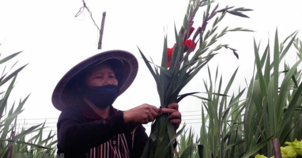 Thị trường hoa tất bật vào mùa phục vụ Tết Nguyên đán