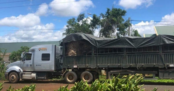 Đắk Lắk: Tạm giữ xe đầu kéo chở cây “khủng” ra Hà Nội