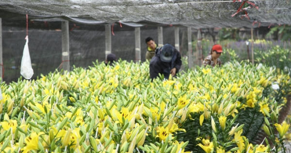 Hà Nội: Hoa Ly nở sớm, người dân Tây Tựu lo không có hàng ngày tết