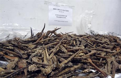 2000 con cá ngựa lậu bị Hải quan Pháp thu giữ trên đường về Việt Nam