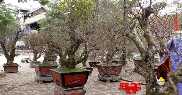 Những cây đào "khủng" rục rịch lên phố đón Tết