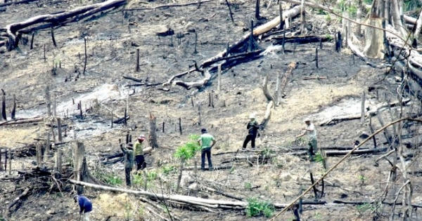 Từ vụ bắt﻿ nguyên phó tư lệnh DN quân đội: 'Khai tử' hàng trăm ha rừng tự nhiên