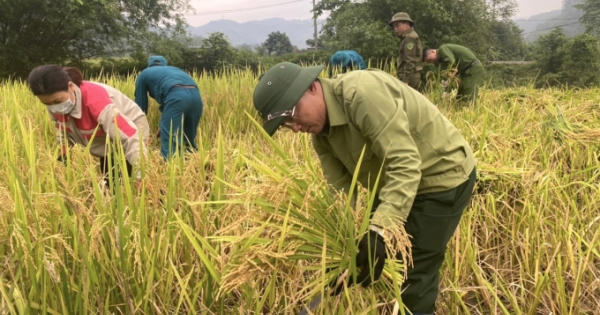 Hơn 50 tình nguyện viên tham gia giúp dân thu hoạch lúa tại thôn Tòng Xành Hơn 50 tình nguyện viên tham gia giúp dân thu hoạch lúa tại thôn Tòng Xành
