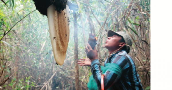 “Săn mật” giữa rừng U Minh