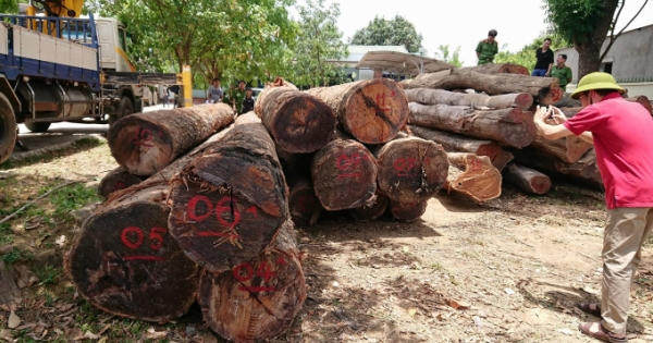 Khởi tố, tạm giam Đội trưởng Đội Kiểm lâm cơ động do có liên quan đến Phượng "râu"
