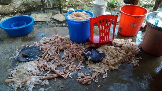 Phạt 15 triệu đối với cơ sở dùng thịt lợn bẩn để sản xuất nem chua Phạt 15 triệu đối với cơ sở dùng thịt lợn bẩn để sản xuất nem chua