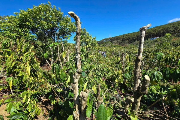 Tạm giữ thủ phạm chặt phá vườn cà phê, hồ tiêu ở Gia Lai