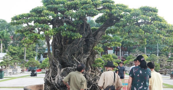 Sanh lá mũi hài ký đá cổ nhất châu Á, đại gia đổi 8 lô đất vẫn không bán