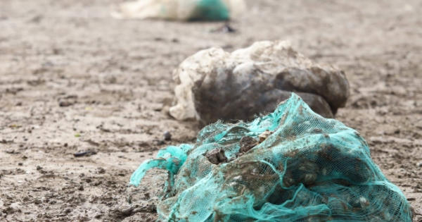 Hàng chục tấn ngao đến ngày thu hoạch chết trắng bãi, người nuôi xót xa