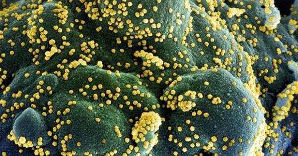 Phát hiện biến thể mới của virus SARS-CoV-2 chứa 46 đột biến