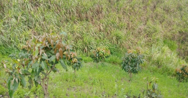 Sơn La: Phát hiện thi thể nam học sinh tại nương mía với nhiều vết đâm trên lưng