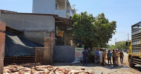 Phát hiện xe tải chở 86 con heo chết bốc mùi hôi thối