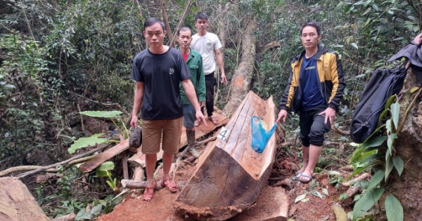 Hà Giang: Bắt nhóm đối tượng “tàn sát” gỗ nghiến